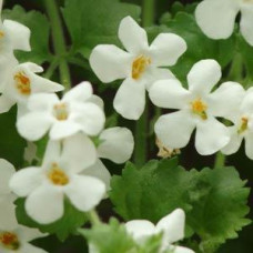 Бакопа - SNOWTOPIA, BACOPA, 5 шт, PanAmerican