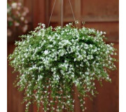 Бакопа - Bacopa