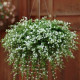Бакопа - SNOWTOPIA, BACOPA, 100 шт, PanAmerican