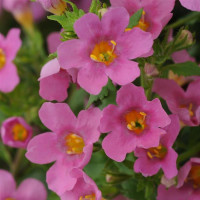 Бакопа - Pinktopia®, BACOPA, 5 шт, PanAmerican 