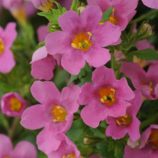 Бакопа - Pinktopia®, BACOPA, 5 шт, PanAmerican 