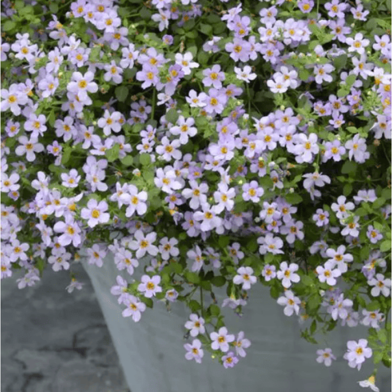 Бакопа - BLUTOPIA, BACOPA, 5 шт, PanAmerican