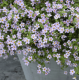 Бакопа - BLUTOPIA, BACOPA, 5 шт, PanAmerican