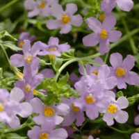 Бакопа - BLUTOPIA, BACOPA, 5 шт, PanAmerican