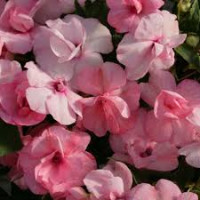 Бальзамін Воллера Athena Appleblossom, 1000 шт, Floranova