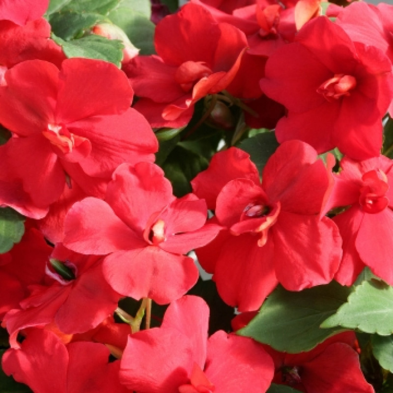Бальзамін Уоллера Athena Red, 250 шт, Floranova
