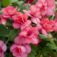 Бальзамін Уоллера Athena Coral, 50 шт, Floranova