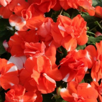 Бальзамин Уоллера Athena Orange Flash