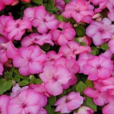 Бальзамин SWIRL F1 PINK (RASPBERRY)