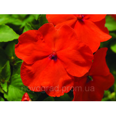 Бальзамін Accent Premium™ Deep Orange, 100 шт, Syngenta