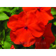 Бальзамін Accent Premium™ Deep Orange, 100 шт, Syngenta