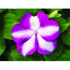 Бальзамин Accent Premium™ Violet Star