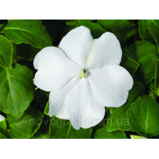 Бальзамин Accent Premium™ White