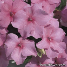 Бальзамин  Accent™ Deep Pink