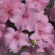 Бальзамин  Accent™ Deep Pink