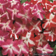 Бальзамін Accent™ Star Mix, 100 шт, Syngenta