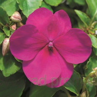 Бальзамин Accent Premium™ Violet
