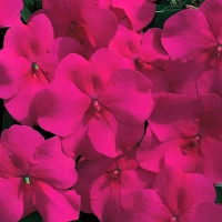 Бальзамін Accent™ Burgundy, 100 шт, Syngenta