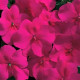 Бальзамін Accent™ Burgundy, 100 шт, Syngenta