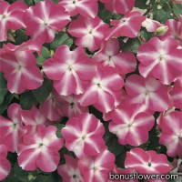Бальзамин  Accent™ Rose Star