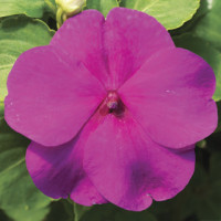 Бальзамин Accent Premium™ Lilac