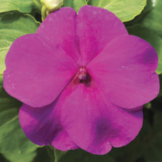 Бальзамин Accent Premium™ Lilac