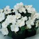 Бальзамін Balance white, 10 шт, Hem Genetics