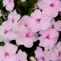 Бальзамін Balance blush pink, 10 шт, Hem Genetics