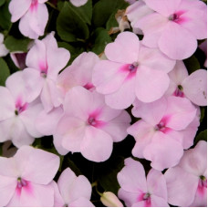 Бальзамін Balance blush pink, 10 шт, Hem Genetics