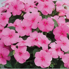 Бальзамін Balance pink, 10 шт, Hem Genetics