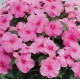 Бальзамін Balance pink, 10 шт, Hem Genetics