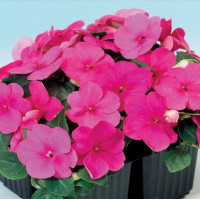 Бальзамін Balance rose, 10 шт, Hem Genetics