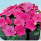 Бальзамін Balance rose, 10 шт, Hem Genetics