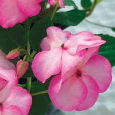 Бальзамін Balance  rose picotee 10 шт, Hem Genetics