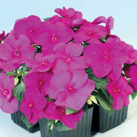 Бальзамін Balance violet, 10 шт, Hem Genetics