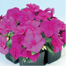 Бальзамін Balance violet, 10 шт, Hem Genetics