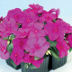 Бальзамін Balance violet, 50 шт, Hem Genetics