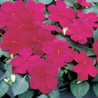 Бальзамін Balance burgundy, 10 шт, Hem Genetics