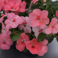Бальзамін Balance coral, 10 шт, Hem Genetics