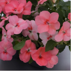 Бальзамін Balance coral, 10 шт, Hem Genetics