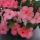 Бальзамін Balance coral, 10 шт, Hem Genetics