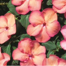 Бальзамін Balance Salmon Picotee, 10 шт, Hem Genetics