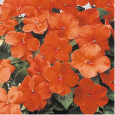 Бальзамін Balance Orange, 10 шт, Hem Genetics
