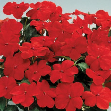 Бальзамін Balance red, 10 шт, Hem Genetics