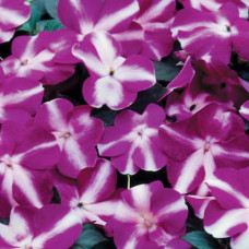 Бальзамін Balance Balance violet star 10 шт, Hem Genetics