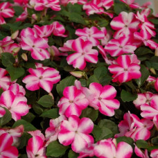 Бальзамін Balance rose star 10 шт, Hem Genetics