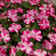 Бальзамін Balance rose star 10 шт, Hem Genetics