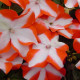 Бальзамін Balance orange star, 10 шт, Hem Genetics