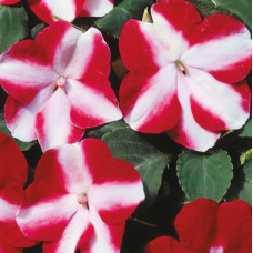 Бальзамін Balance  red star 10 шт, Hem Genetics