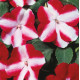 Бальзамін Balance  red star 10 шт, Hem Genetics